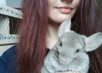 ПРОДАЮ ДОМАШНИХ ШИНШИЛЛ