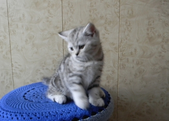 Продам котенка