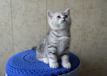Продам котенка