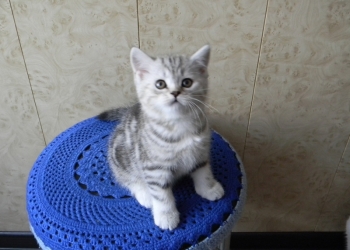 Продам котенка