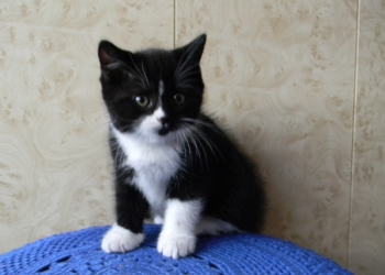 Продам котят