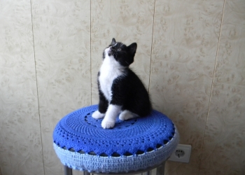Продам котят