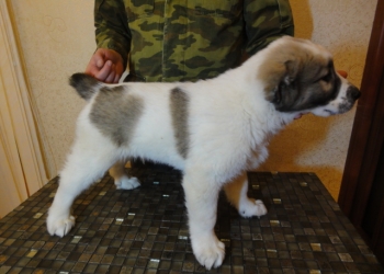 Классные щенки алабая