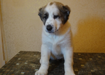 Классные щенки алабая