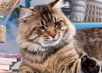 Шикарные котята мейн кун .