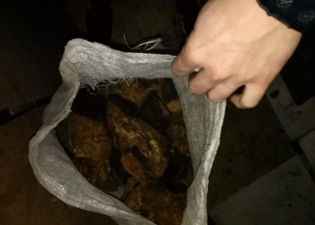 Закупаем Чагу