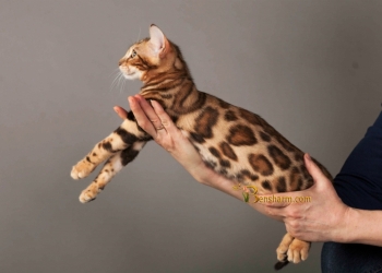Бенгальский котенок