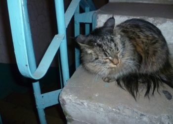 В добрые руки