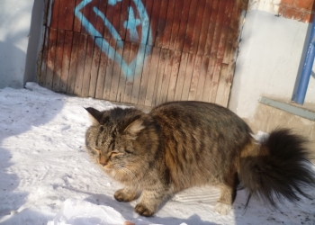 В добрые руки