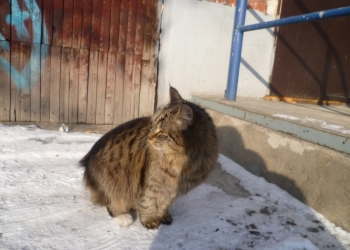 В добрые руки