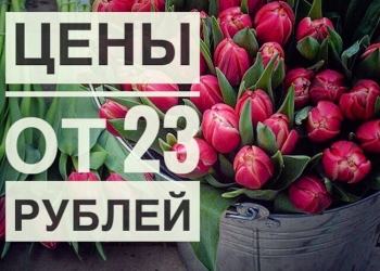 Прямые поставки тюльпанов из теплицы опт/розница