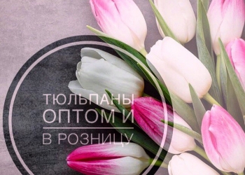 Прямые поставки тюльпанов из теплицы опт/розница