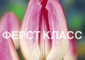 Прямые поставки тюльпанов из теплицы опт/розница