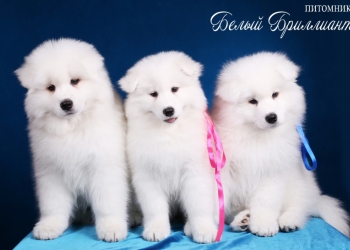 Продаются щенки самоеда от элитных родителей