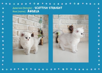 *Снежные котята*