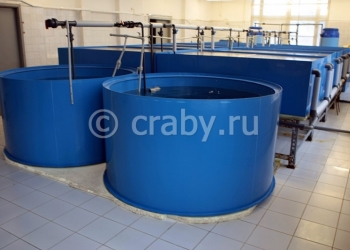 Бизнес по продаже живых и замороженных морепродуктов