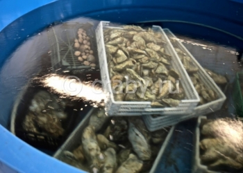Бизнес по продаже живых и замороженных морепродуктов
