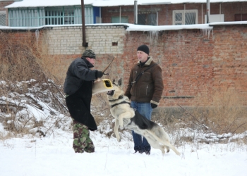 Щенки ВЕО
