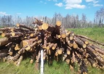 Куплю кругляк леса на дрова