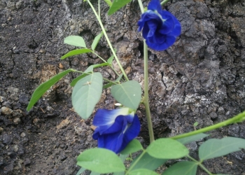 Анчан, синий чай, clitoria ternatea, мотыльковый горошек.