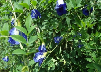 Анчан, синий чай, clitoria ternatea, мотыльковый горошек.