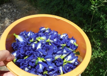 Анчан, синий чай, clitoria ternatea, мотыльковый горошек.