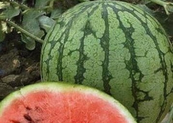 Скороспелые арбузы, семена на сайте скороспелка.рф
