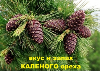 Кедровое масло с вкусом КАЛЁНОГО ореха.