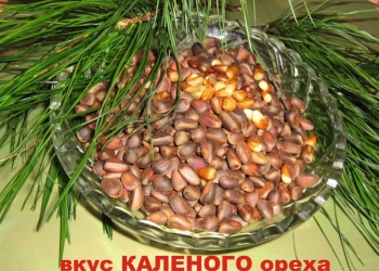 Кедровое масло с вкусом КАЛЁНОГО ореха.