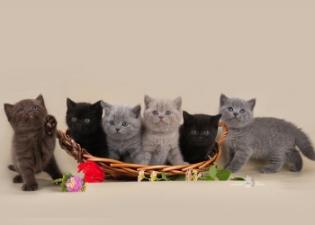 Продажа котят