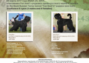Русский Черный Терьер, папа чемпион мира, мама чемпион России.