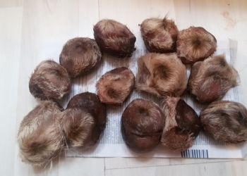 куплю лапы медведя, рога любые,соболь