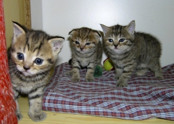 шотландские котята