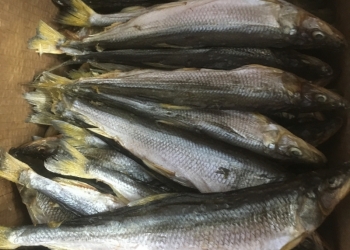 Вяленая продукция, копчёная живая слабосоленая