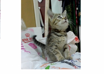 Котенку срочно нужен дом!