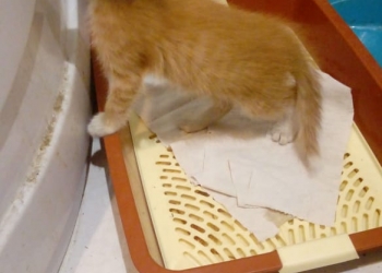 Котенок