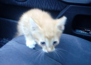 Котенок