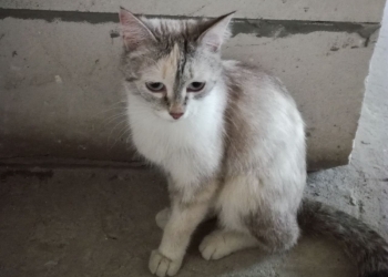Очаровательной кошечке срочно нужен дом!