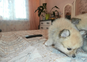 продам щенков шпица