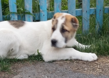 Продается кобель сао