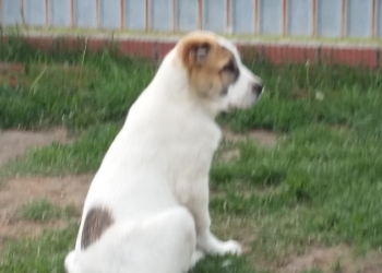 Продается кобель сао