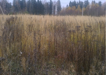Продается участок 15 сот.(ИЖС) в деревне Легково, Александровский район.