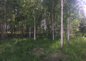 Лучший участок рядом с Волгой