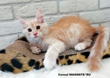 Питомник мейн кунов предлагает котят самой большой домашней кошки.