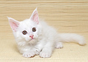 Котята для Вас