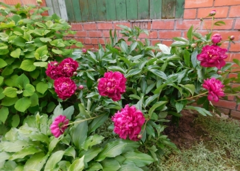 Цветы кустарники