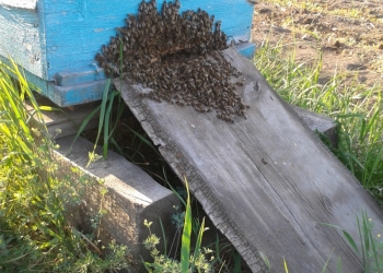 Пчелы