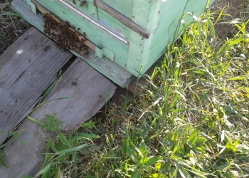 Пчелы