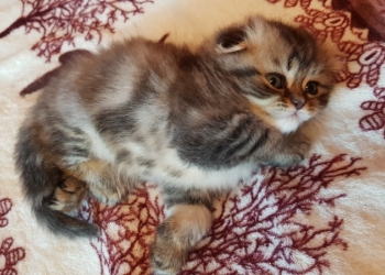 Шотландские котята