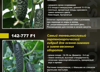 Продаем профессиональные семена огурца для теплиц